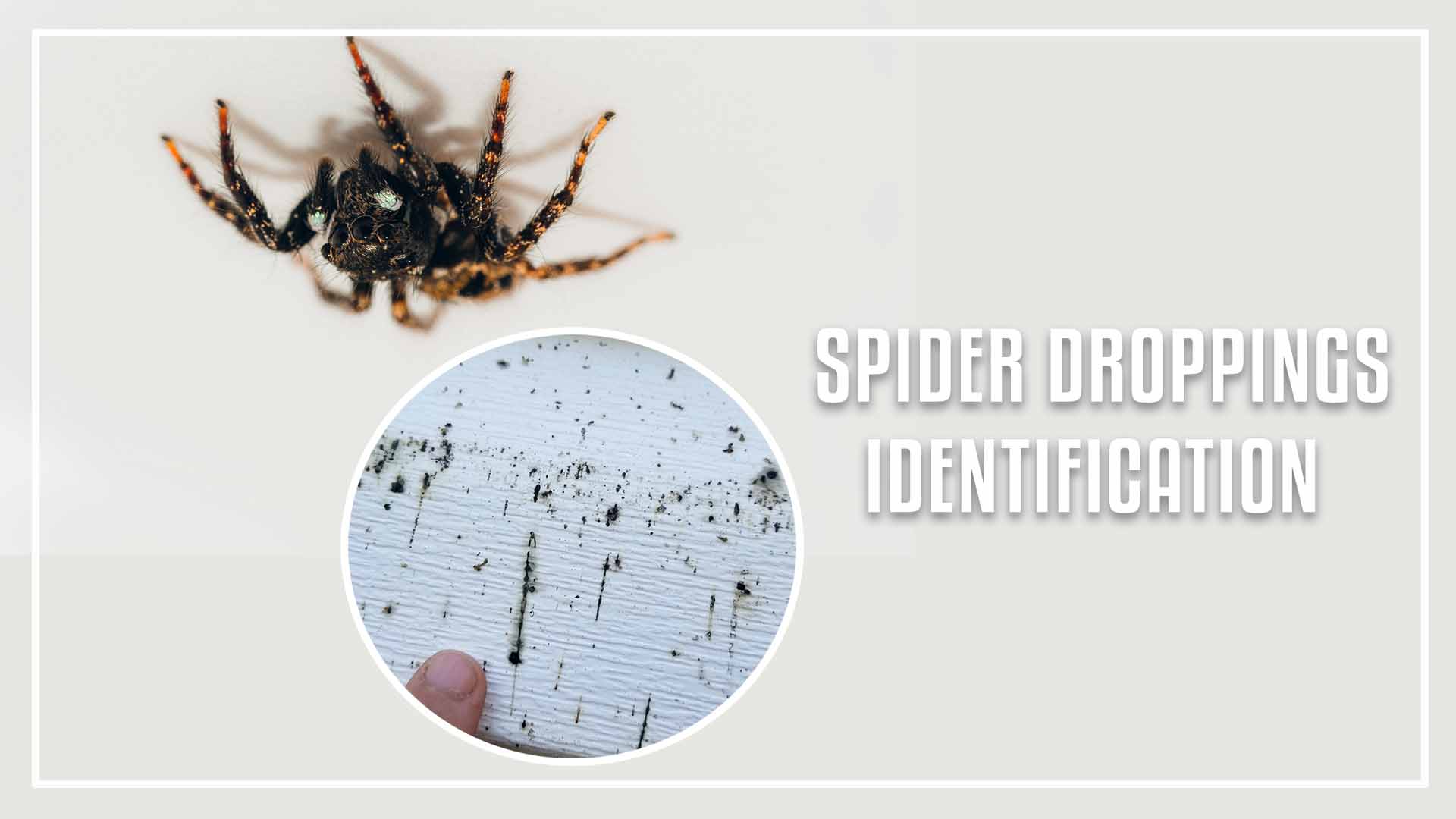 Spider Droppings Identification