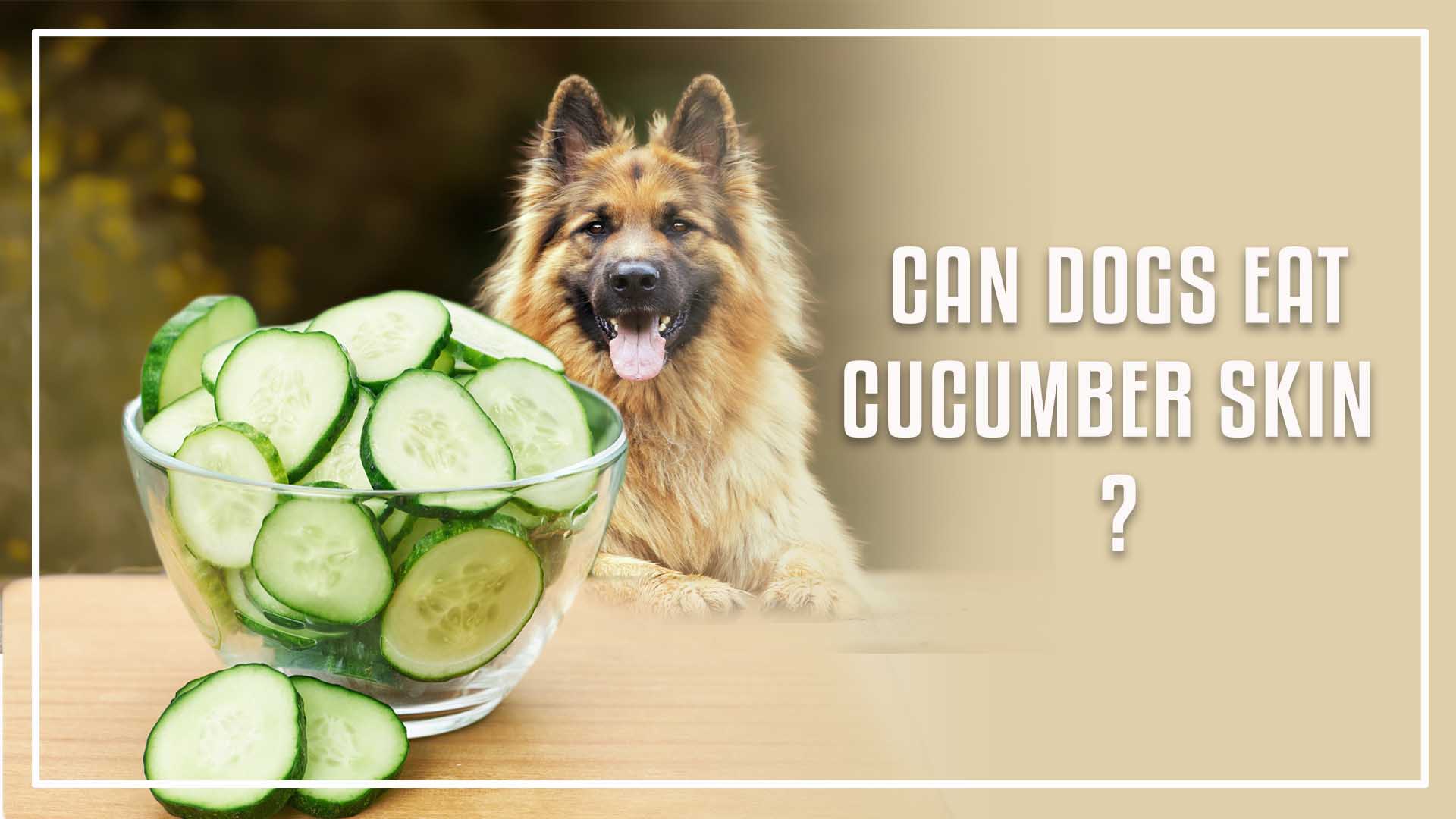 Can Dogs Have Cucumber Skin