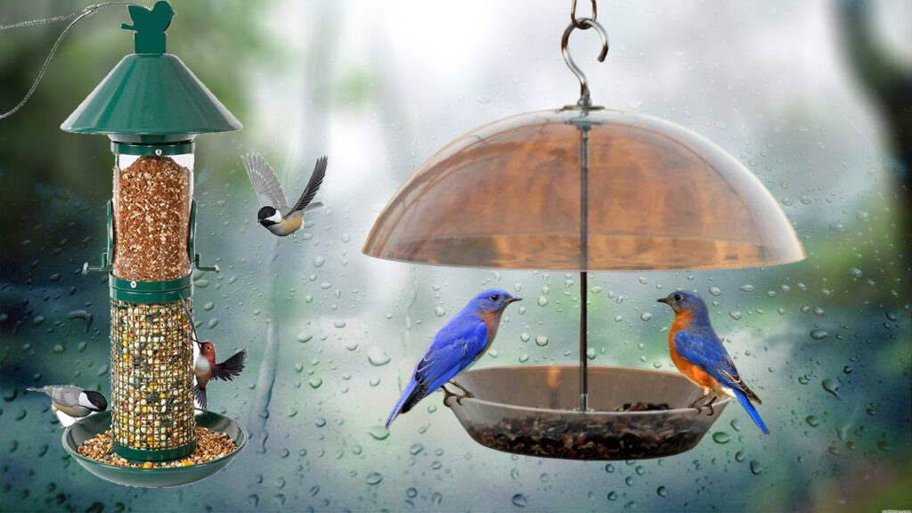 Best Bird Feeders For Rainy Weather