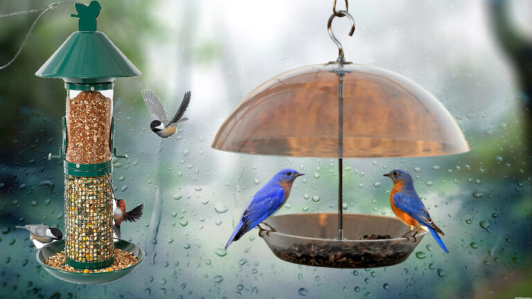 7 Best Bird Feeders For Rainy Weather In 2024 ( With Guide)