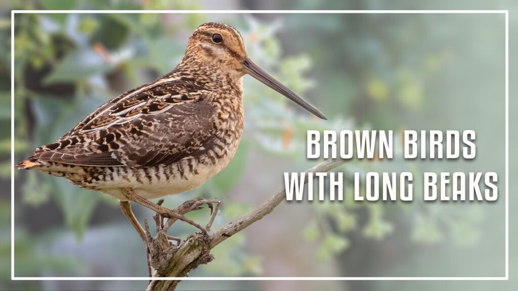 Brown Birds With Long Beaks