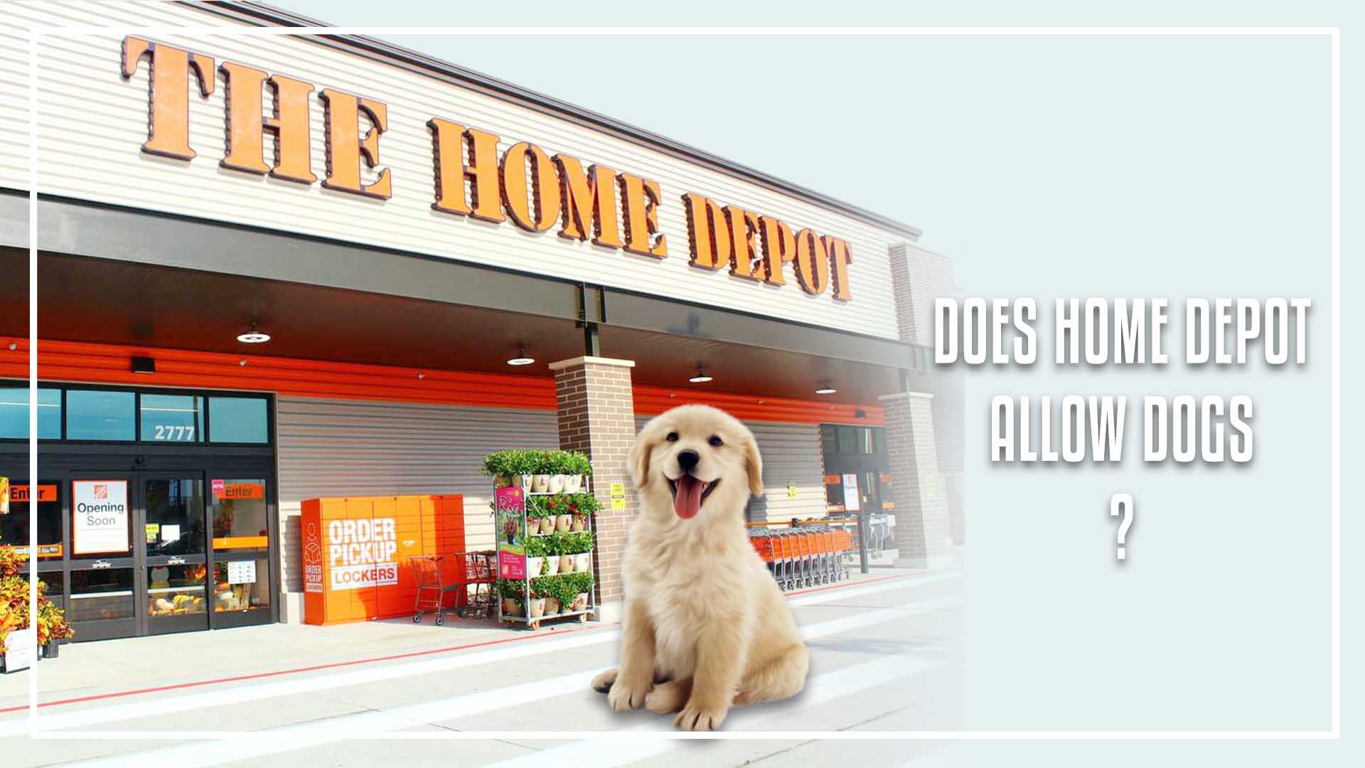 Does Home Depot Allow Dogs In 2023? (You Need To Know)