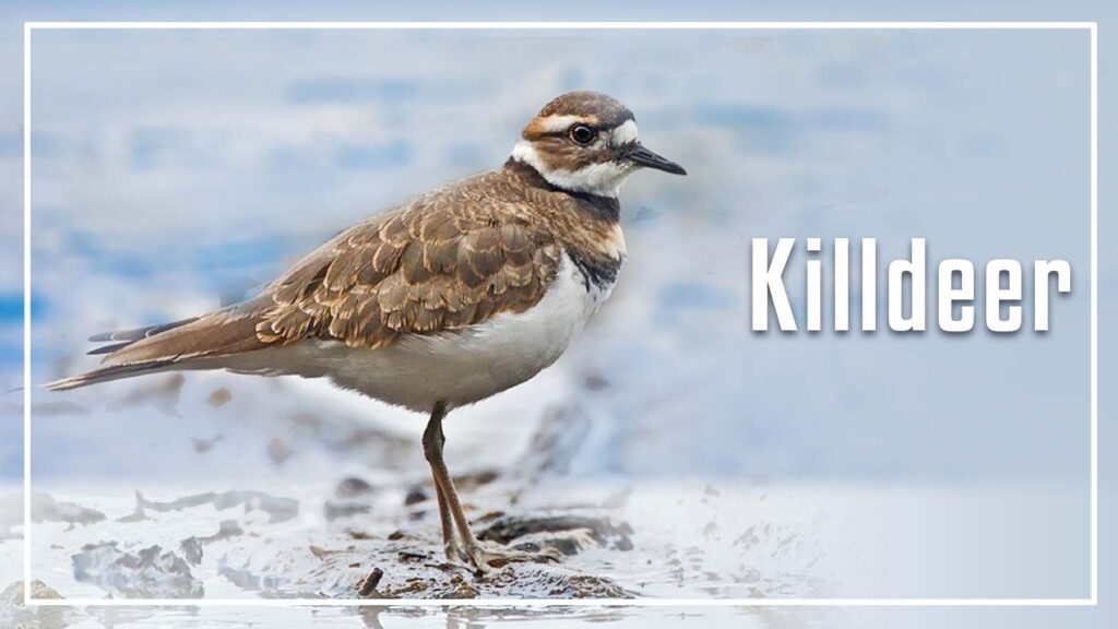 Killdeer is a type of brown bird with white ring around neck