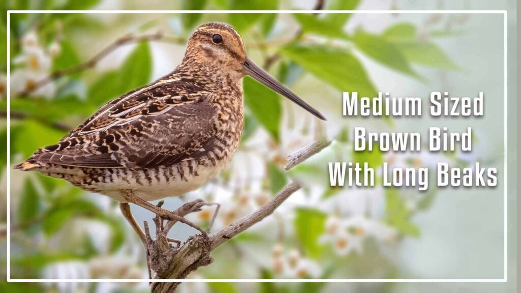 Medium Sized Brown Birds With Long Beaks