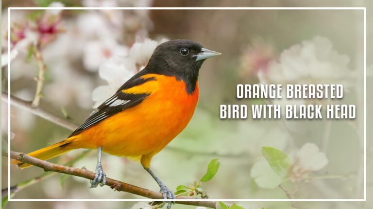 Orange Breasted Birds With Black Heads