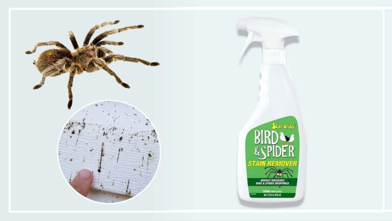 Best 6 Spider Poop Cleaner Reviews in 2024 (Guide for You)