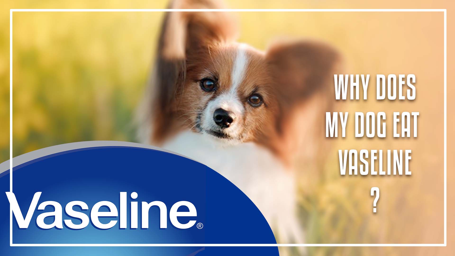 what happens if a dog eats vaseline