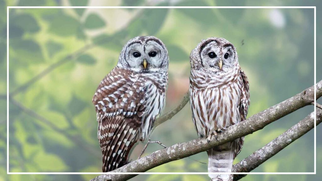 Barred Owl Male vs Female