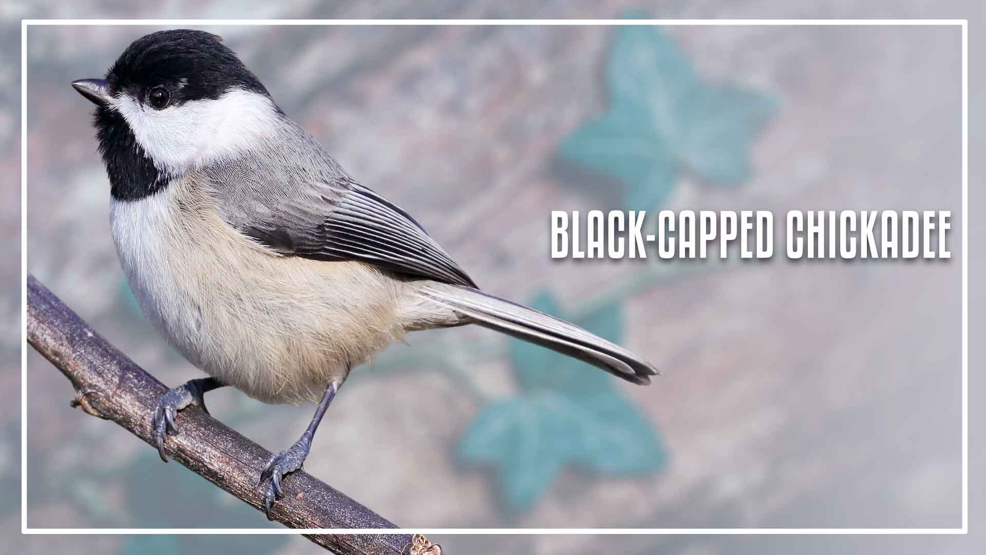 Types of Tit bird is a Black-capped Chickadee