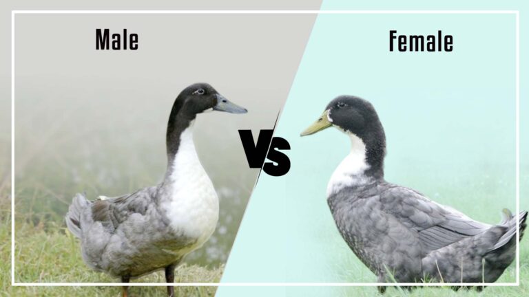 Blue Swedish Duckling Male Vs Female