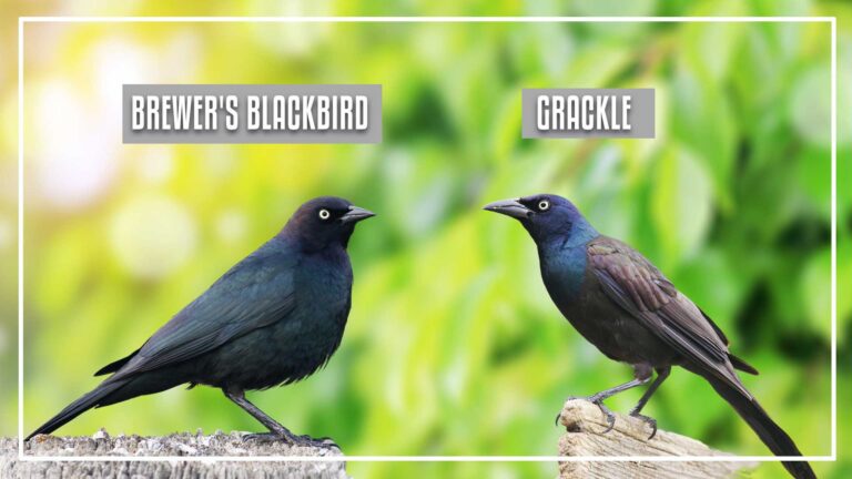 Brewer's Blackbird Vs Grackle