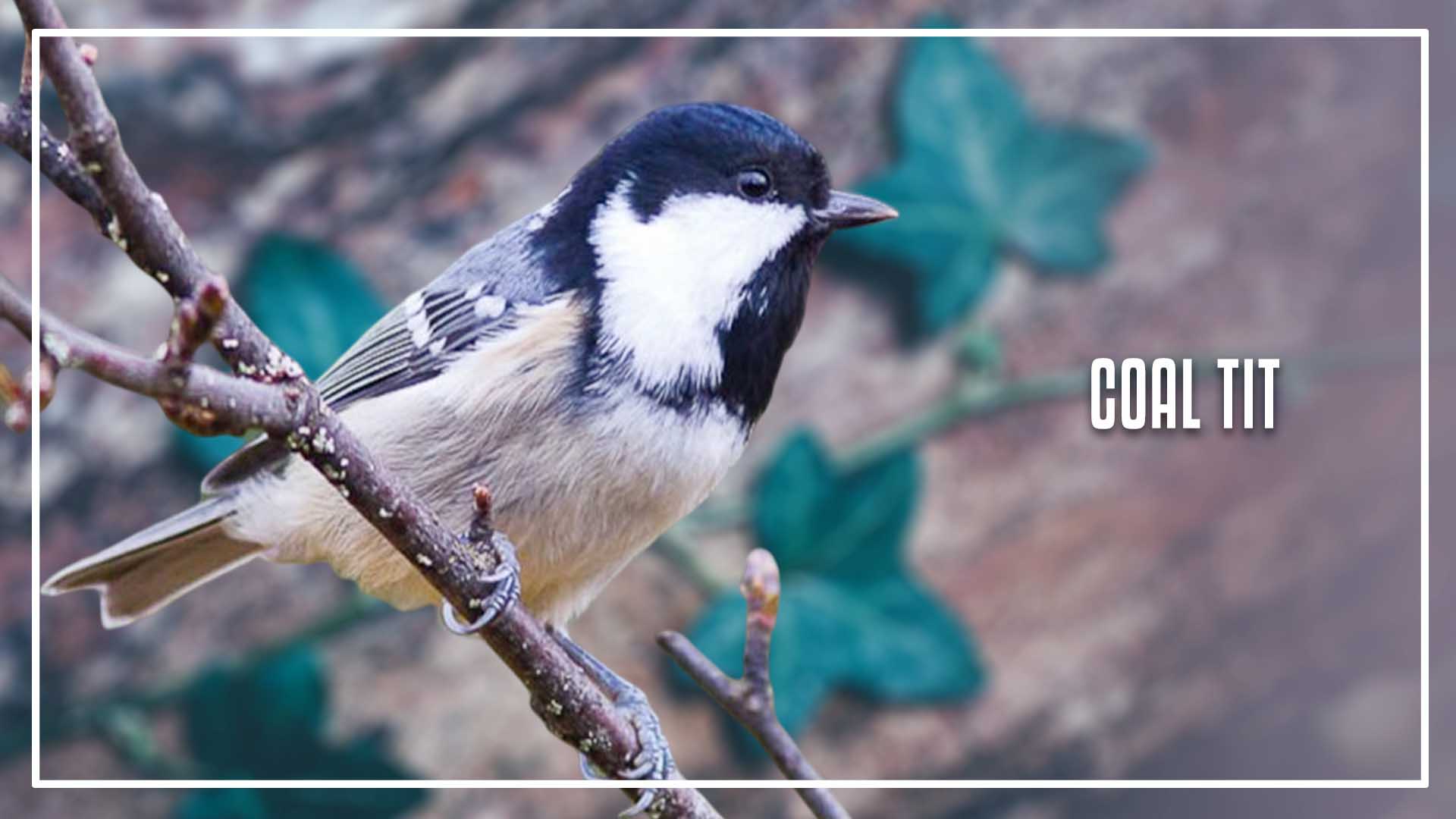 Types of Tit bird is a great tit