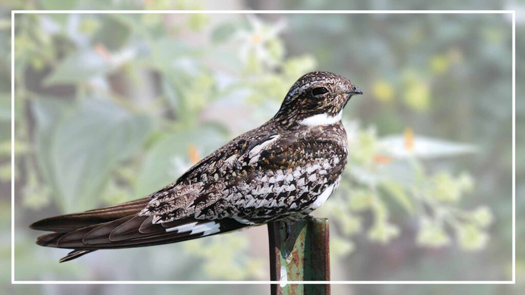 Common Nighthawk is Black Bird With White Stripes On Wings And Tails
