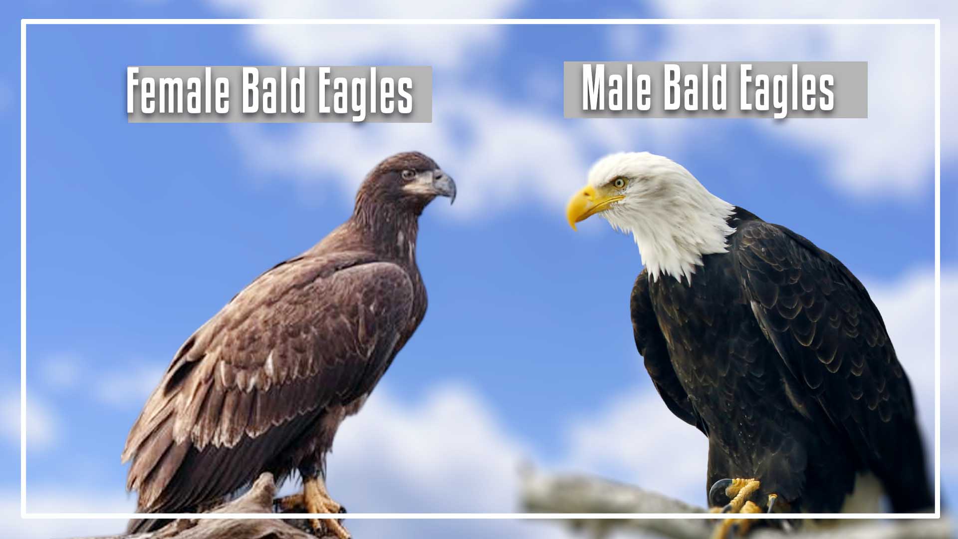 Do Female Bald Eagles Have White Heads? (Explain & Report)