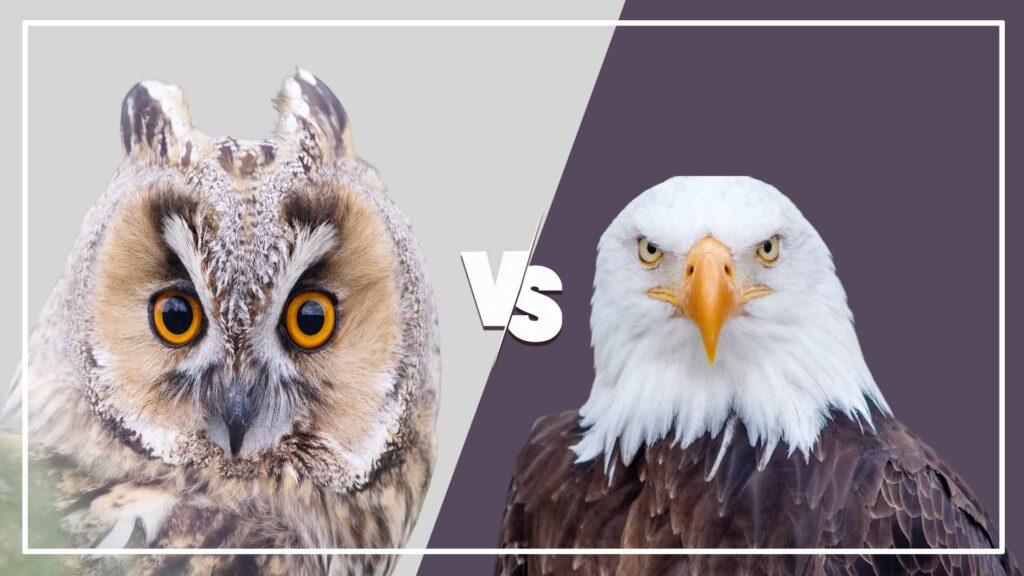 Eagle vs Owl