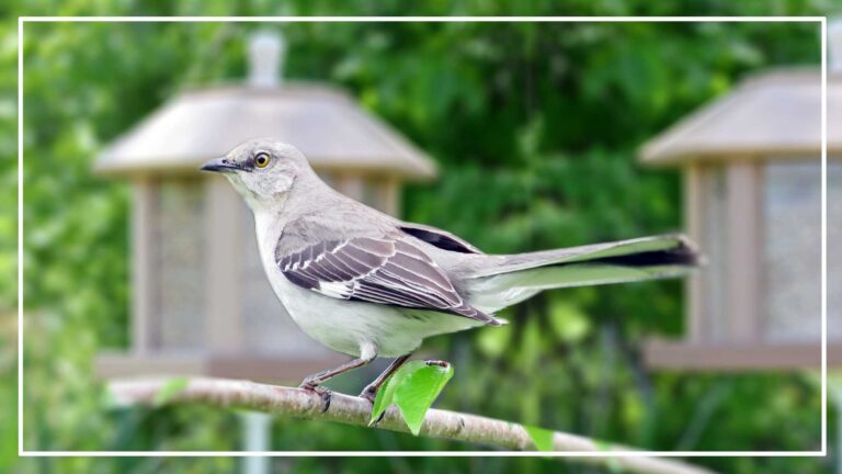 Gray Bird With White Stripes On Wings And Tail