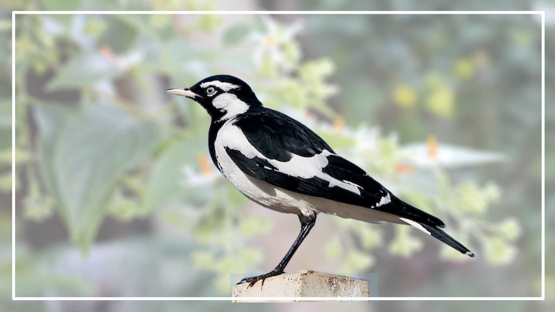 Magpie Lark is a Black Bird With White Stripes On Wings And Tails