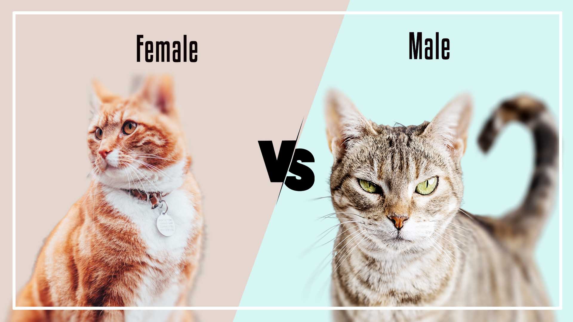 Male Cat Vs Female Cat Important Differences Kong Club Hot Sex Picture 