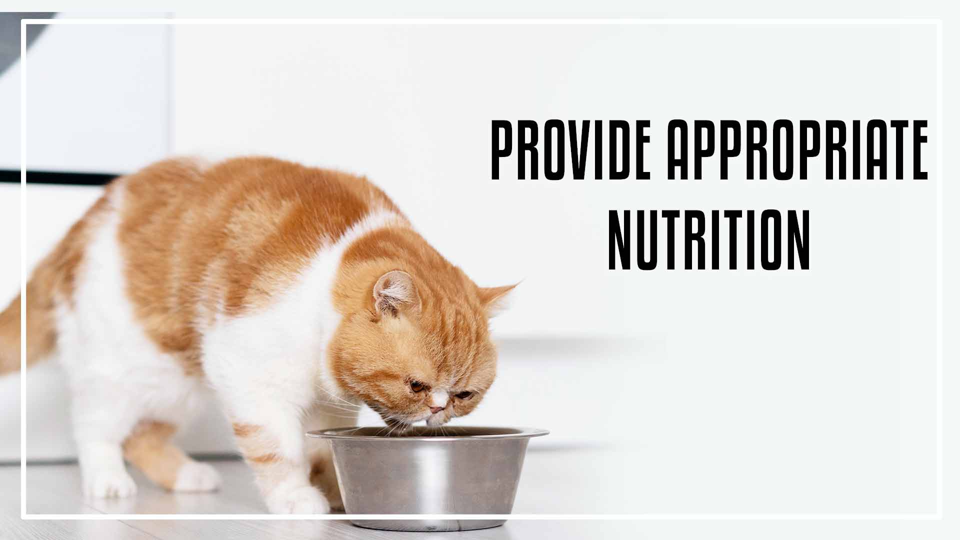 Provide appropriate nutrition