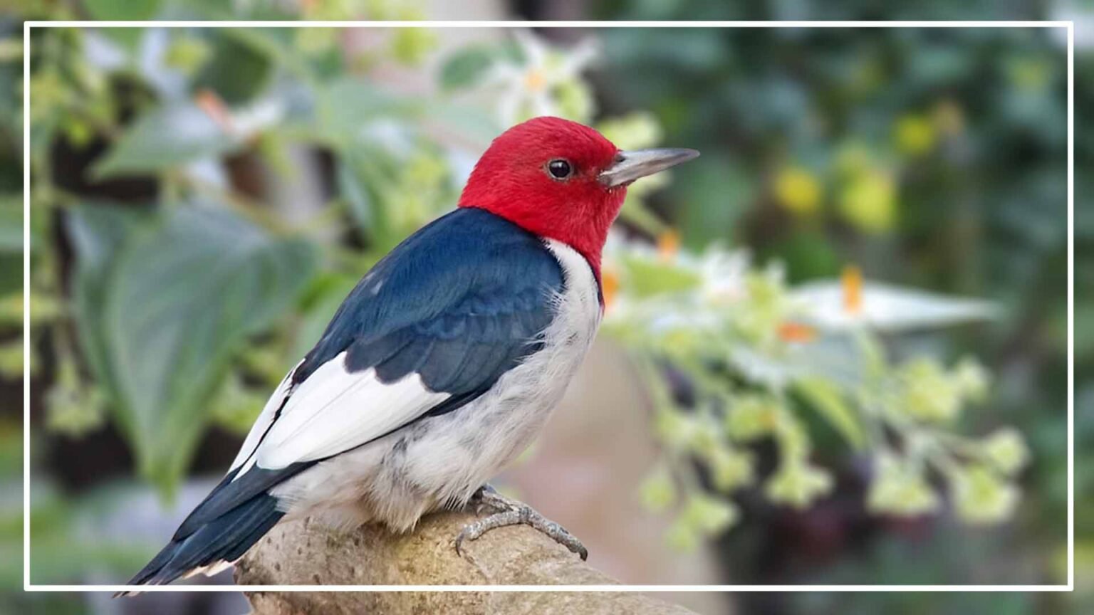 5 Black and White Birds With Red Chests (ID with Photos)
