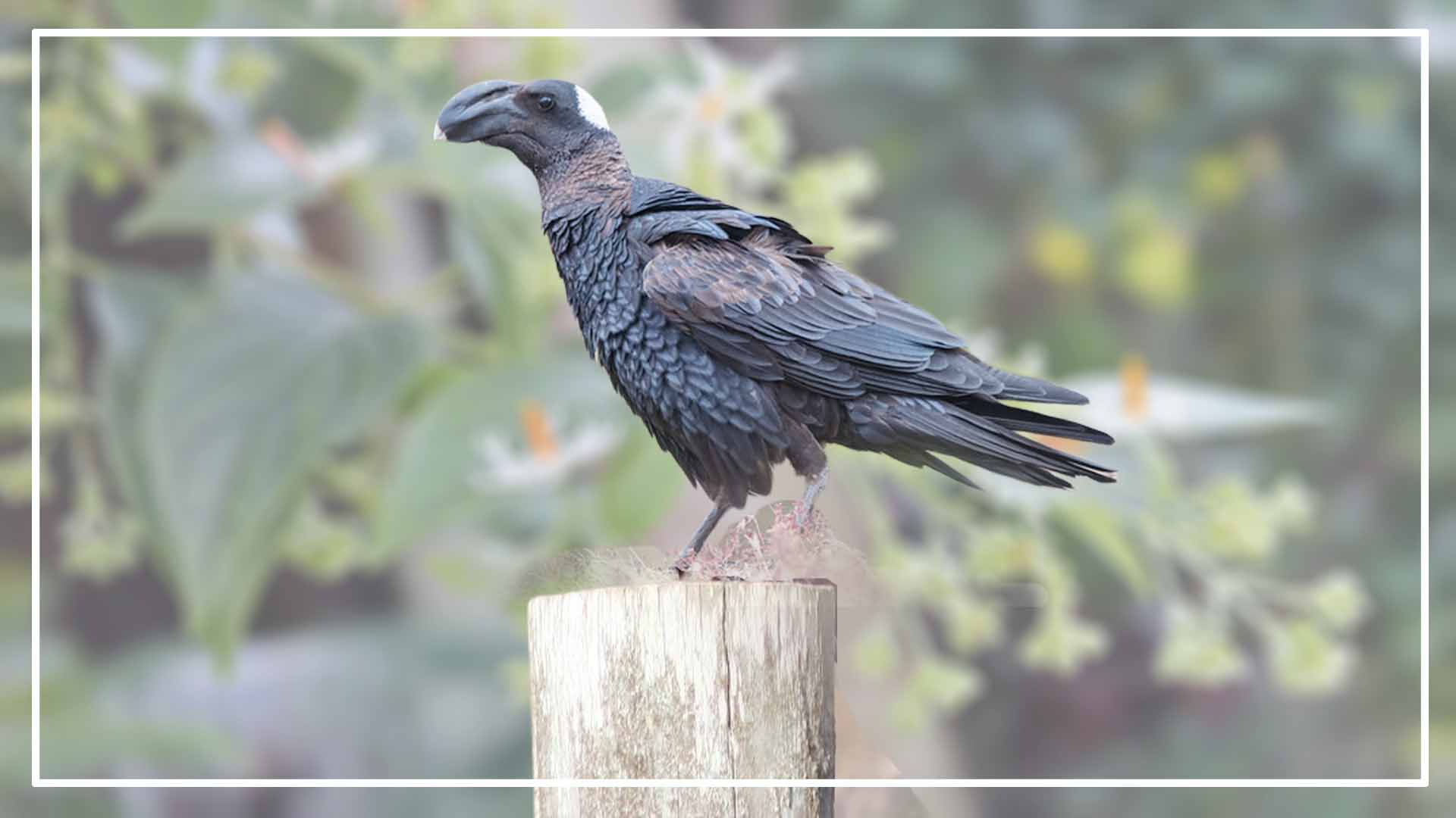 Know All Types Of Ravens (id, Picture, Geographic Range & Size)