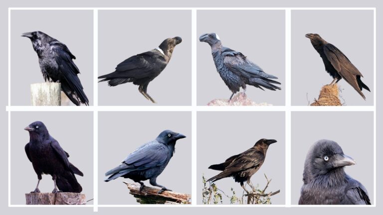 Know All Types Of Ravens (ID, Picture, Geographic Range & Size)