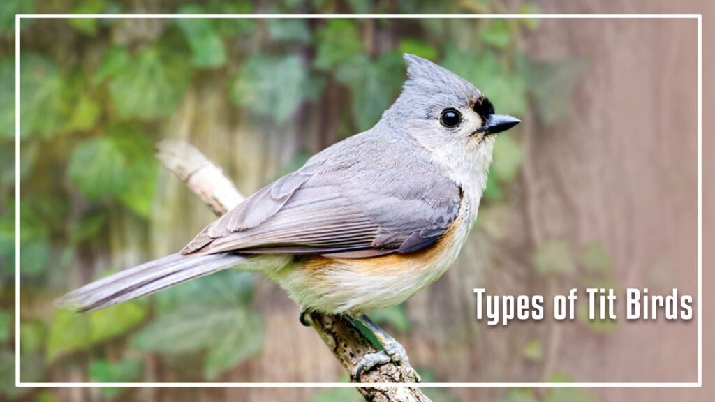 Types of Tit birds with picture