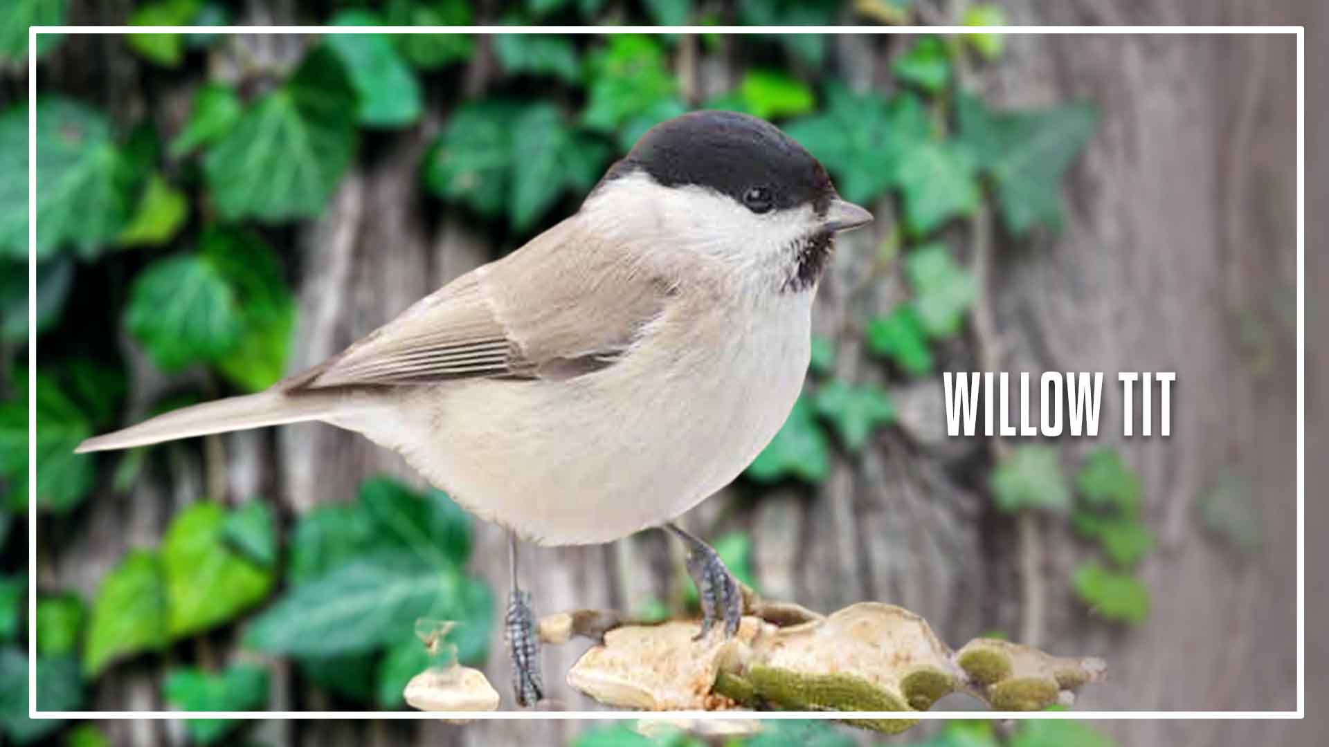 Types of Tit bird is a Willow tit