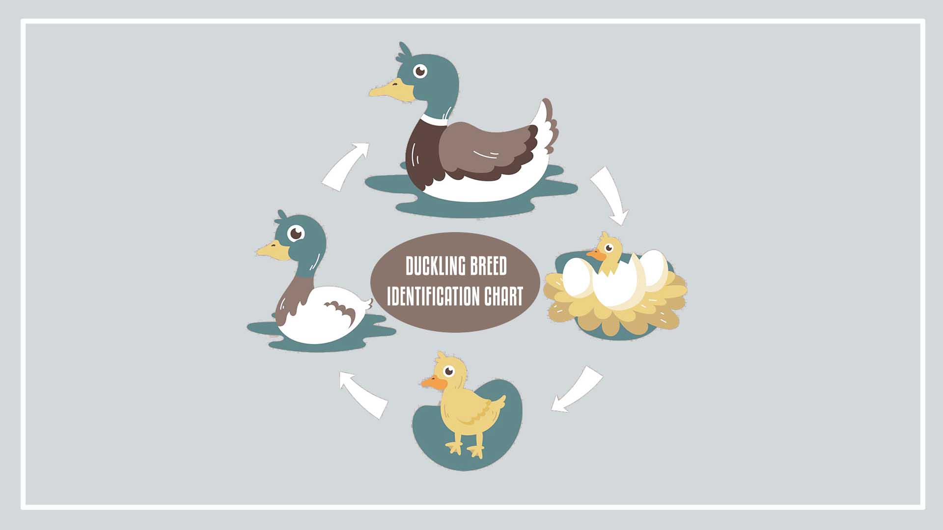 Different Types Duckling Breed Identification Chart In 2023