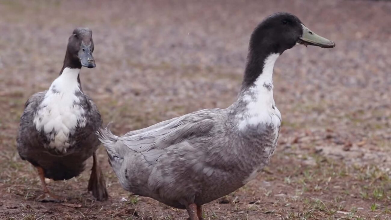 Blue Swedish Ducks Gender Identification
