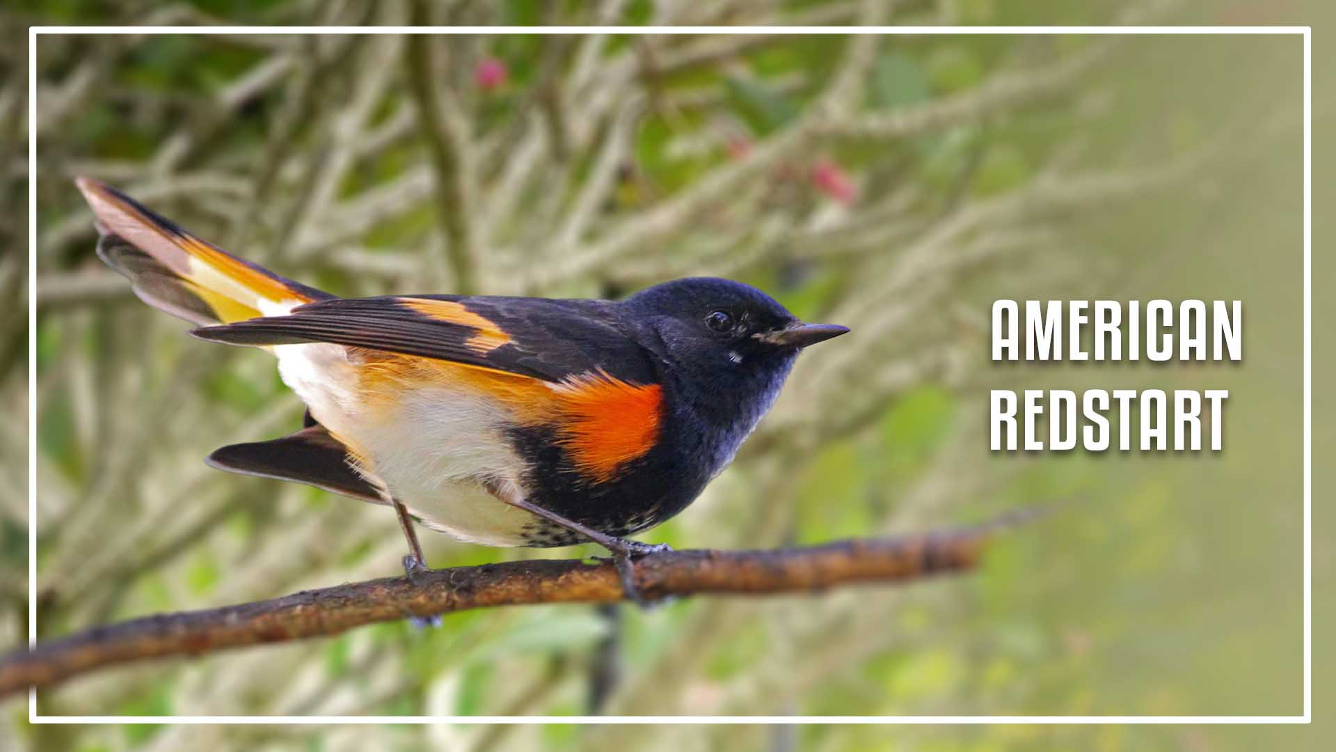 American Redstart is a black bird with orange wings and white belly 