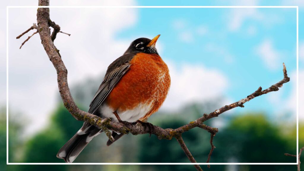American Robin  is a type of black and white bird with red chest

