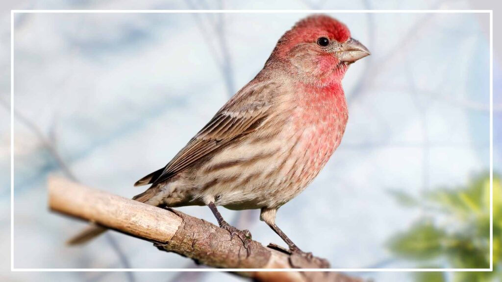 Appearance of Red-Headed Sparrow vs House Finch
