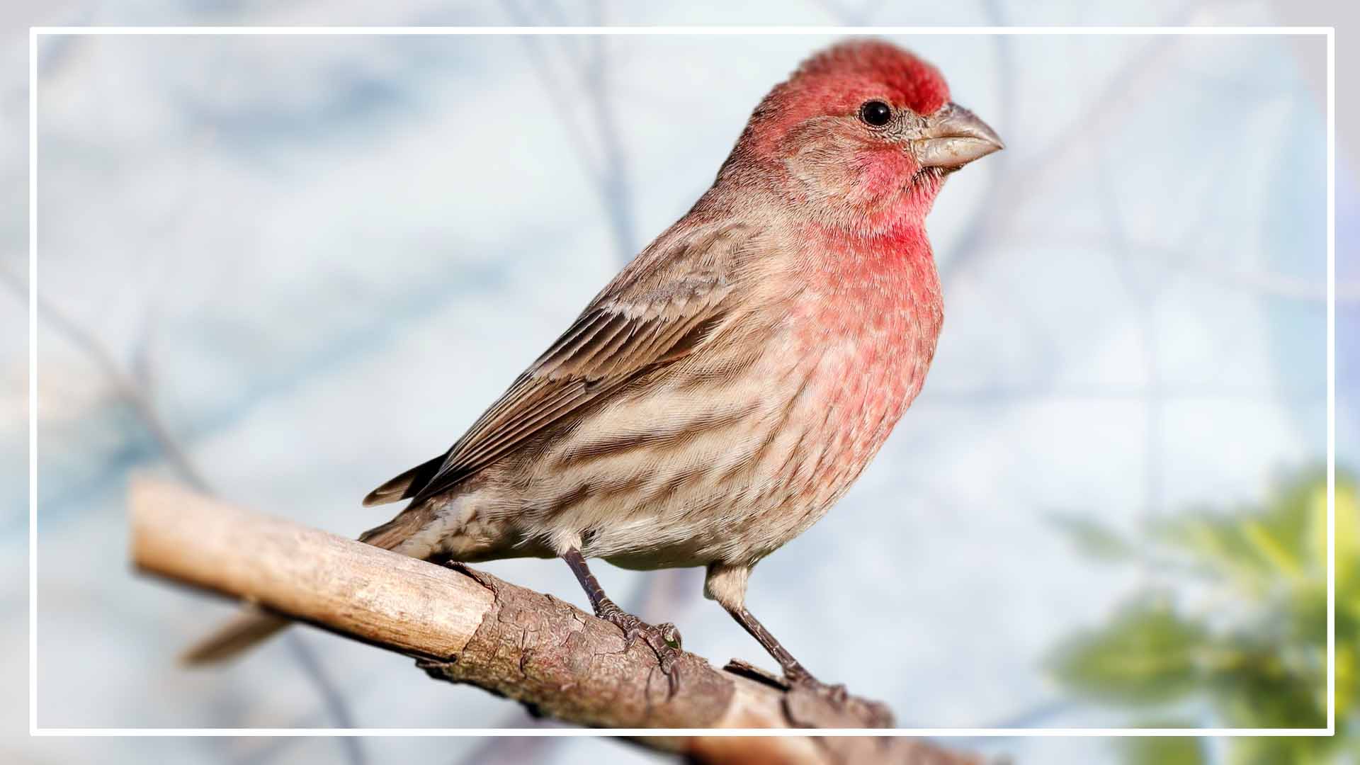 Red-Headed Sparrow vs House Finch: 7 Key Differences