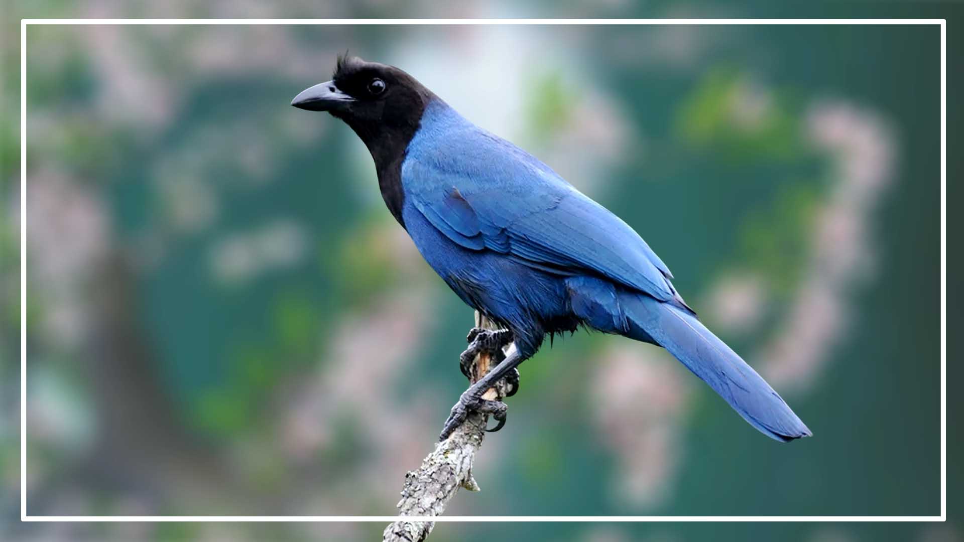 Azure Jay is a Blue Bird with Black Head
