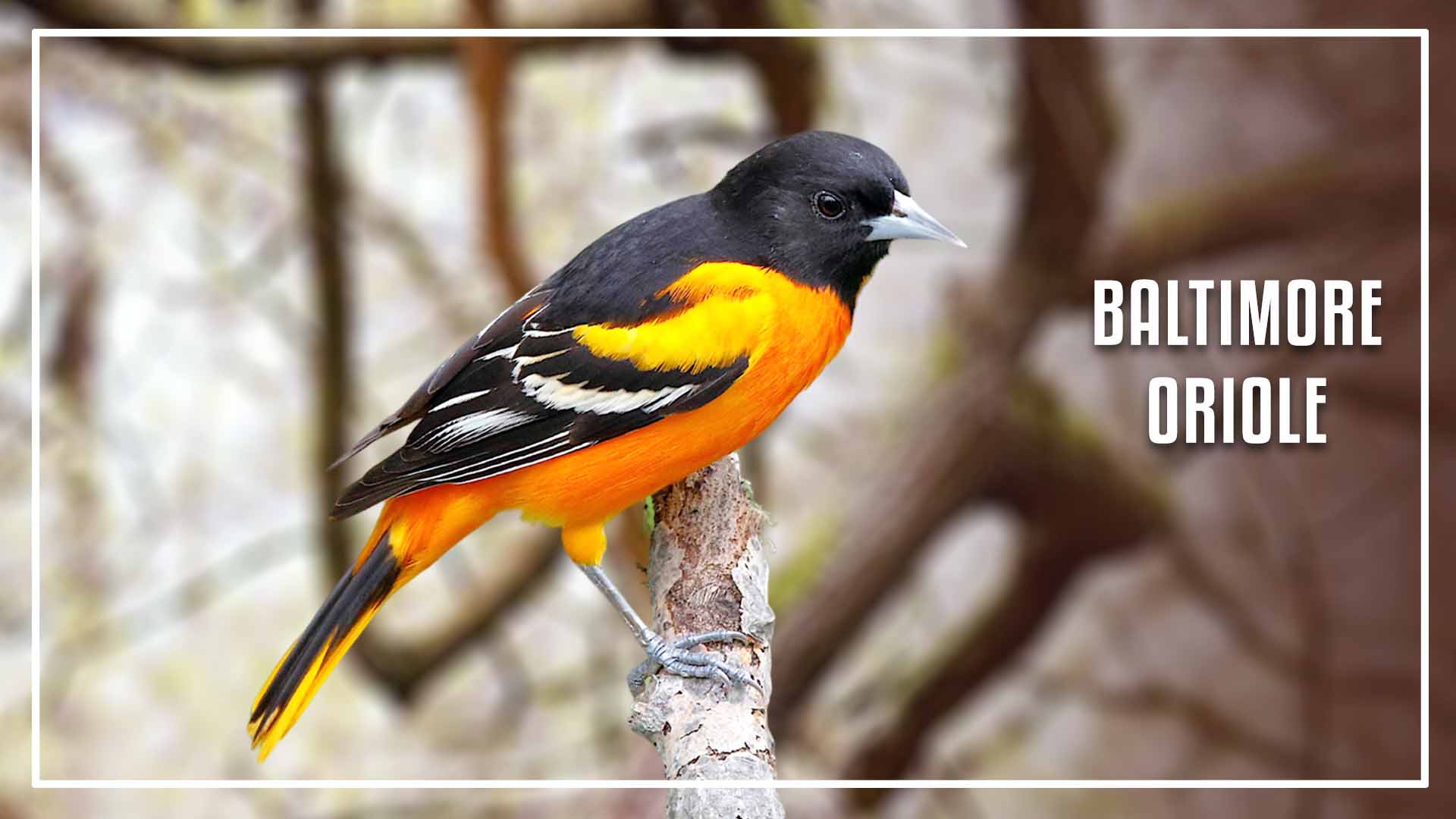 Baltimore oriole is a black bird with orange stripe on wings