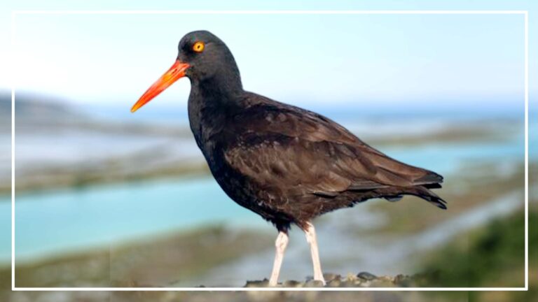 Black Bird With Long Beak