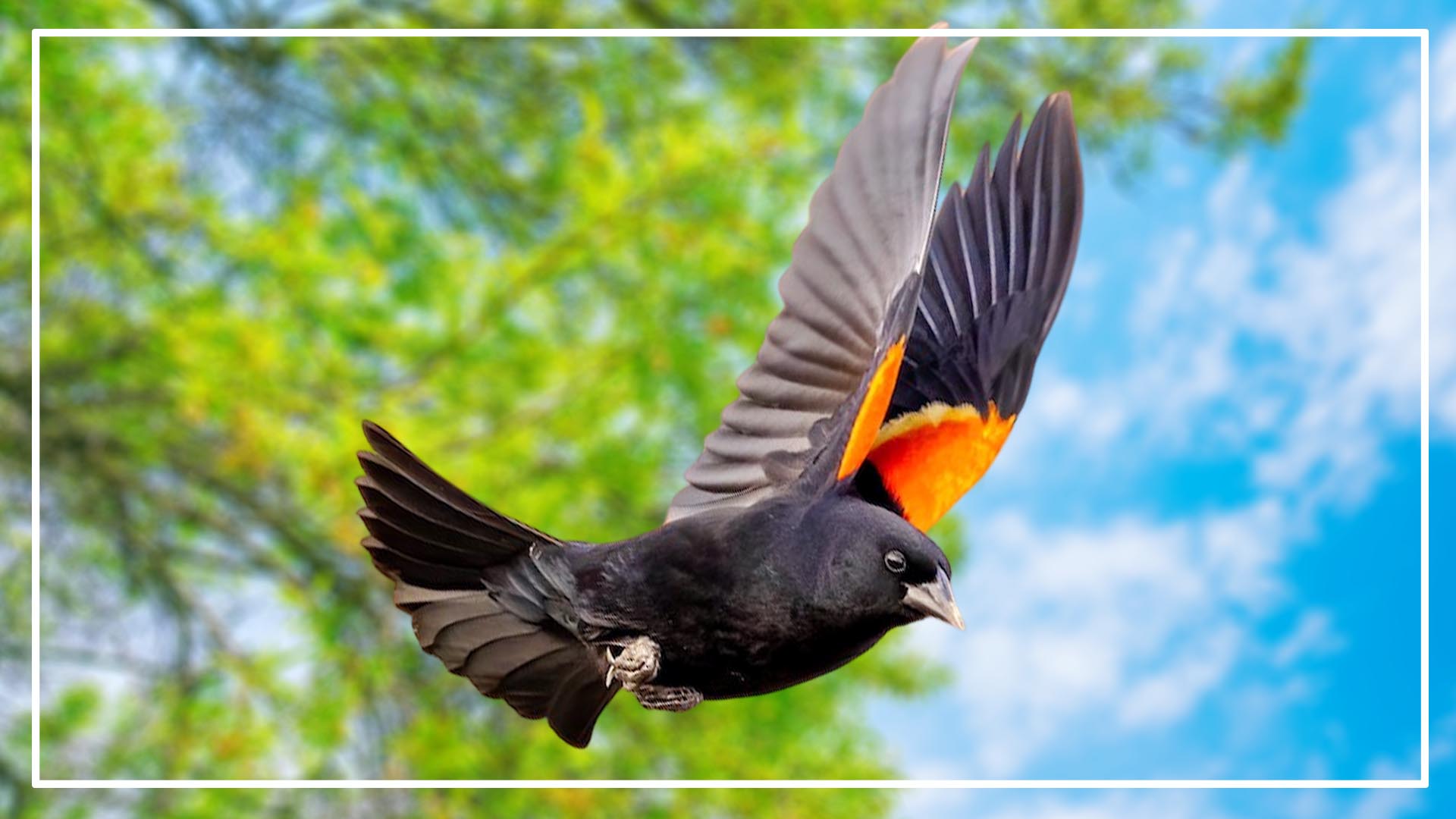 Black Bird With Orange Stripe On Wings 