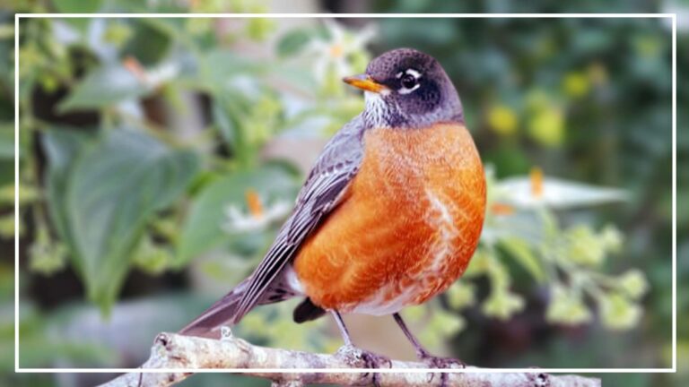 7 brown birds with orange chests