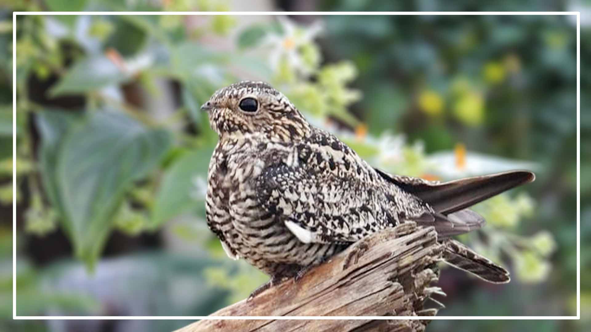Common Nighthawk is a Brown Bird with White Stripes on Wings and Tail