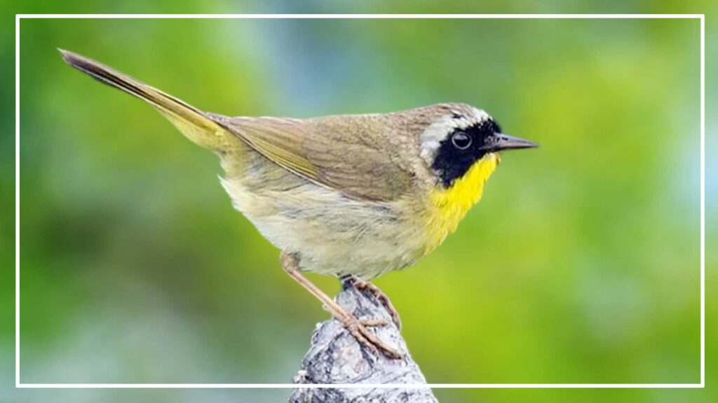 Common yellowthroat is a Grey Bird With Yellow Belly 
