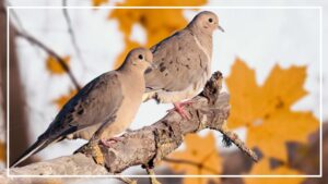 Difference Between Male and Female Mourning Doves