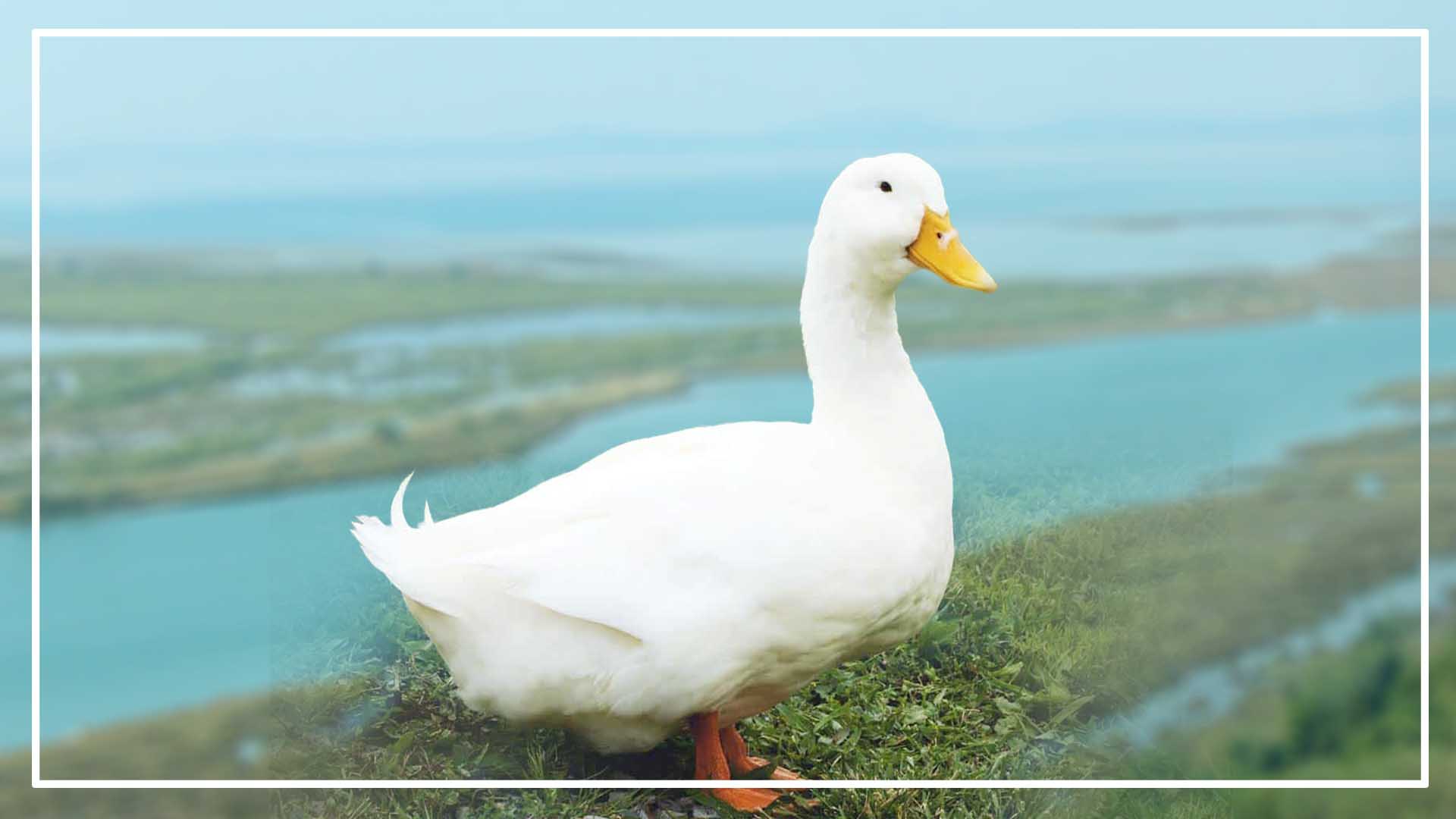 How to identify the Pekin Duck Male and Female