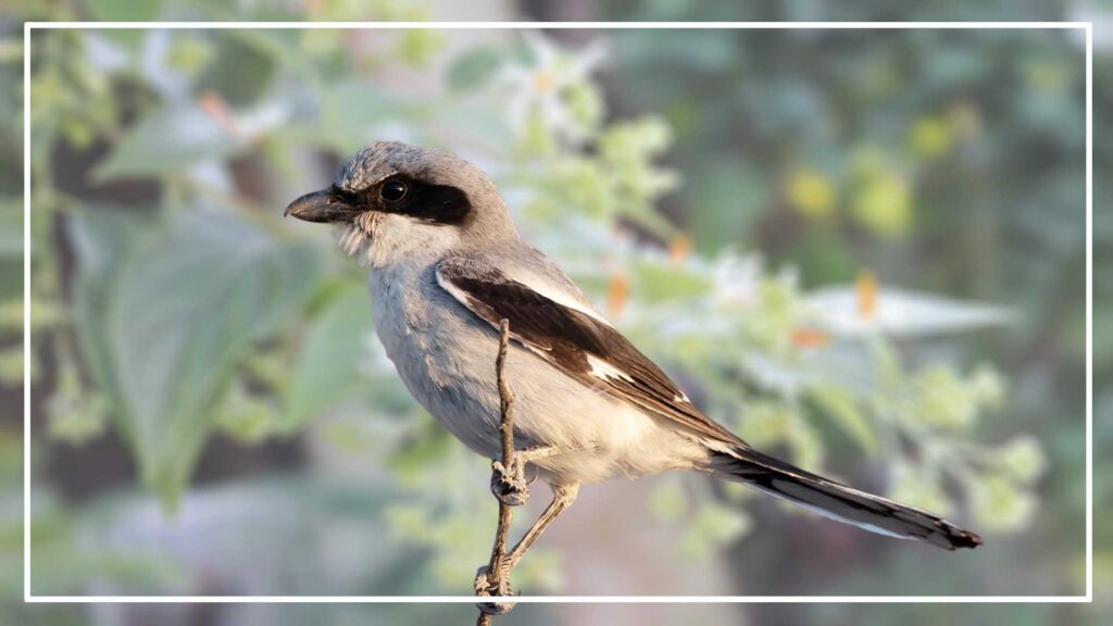 Loggerhead shrike is a Brown Bird with White Stripes on Wings and Tail 