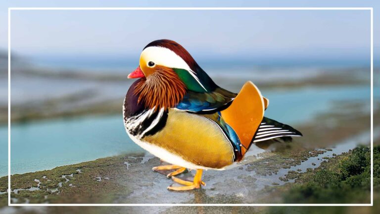 Mandarin Duck For Sale