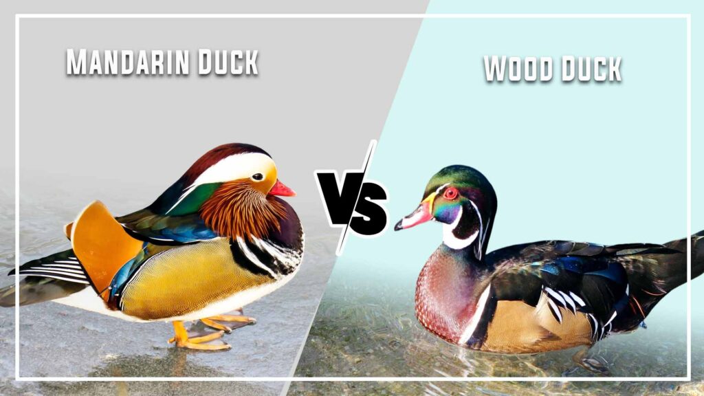 Mandarin Duck vs Wood Duck