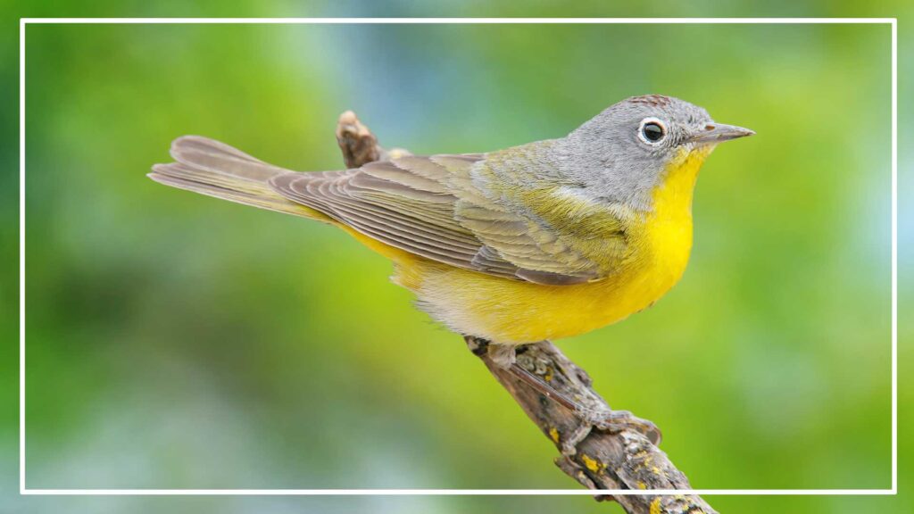 Nashville warbler is a Grey Bird With Yellow Belly 
