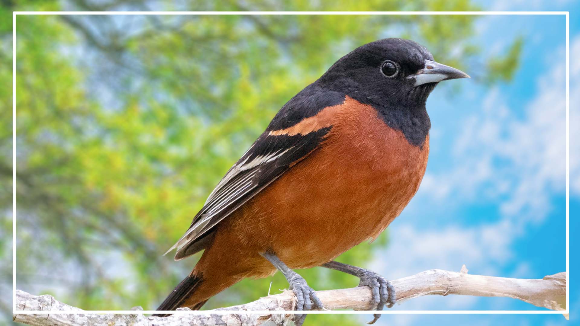 Orchard Oriole is a Brown birds with orange chests