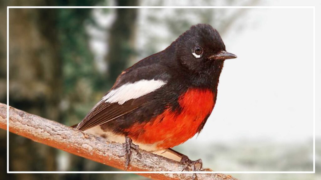 painted redstart is a type of black and white bird with red chest
