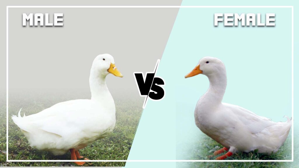 Pekin Duck Male vs Female
